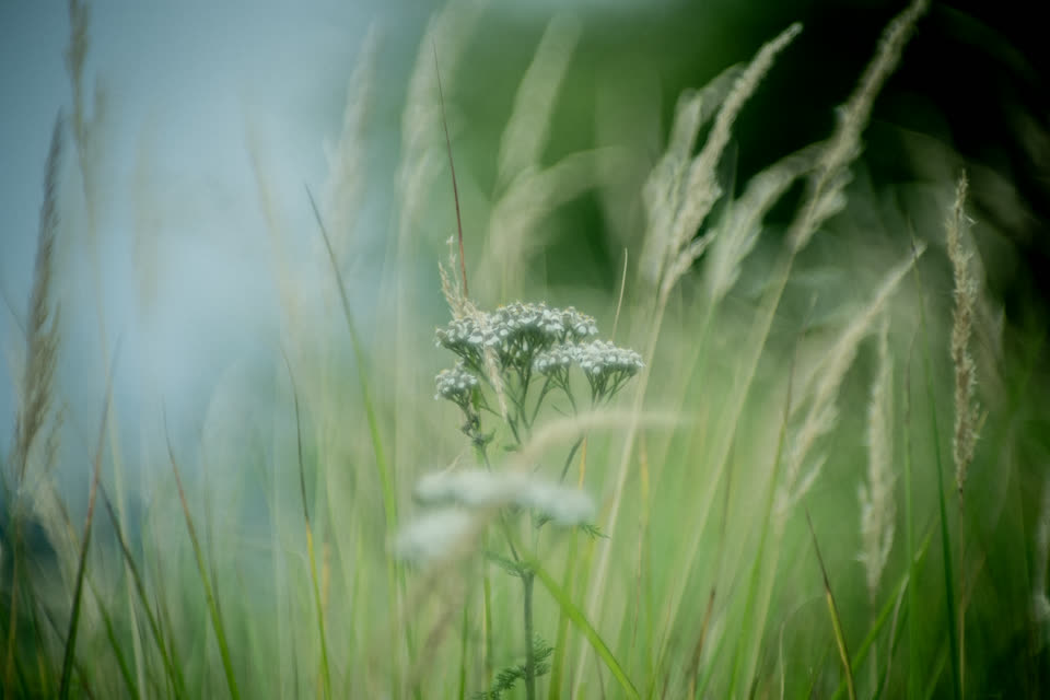 White Yarrow, Meadow