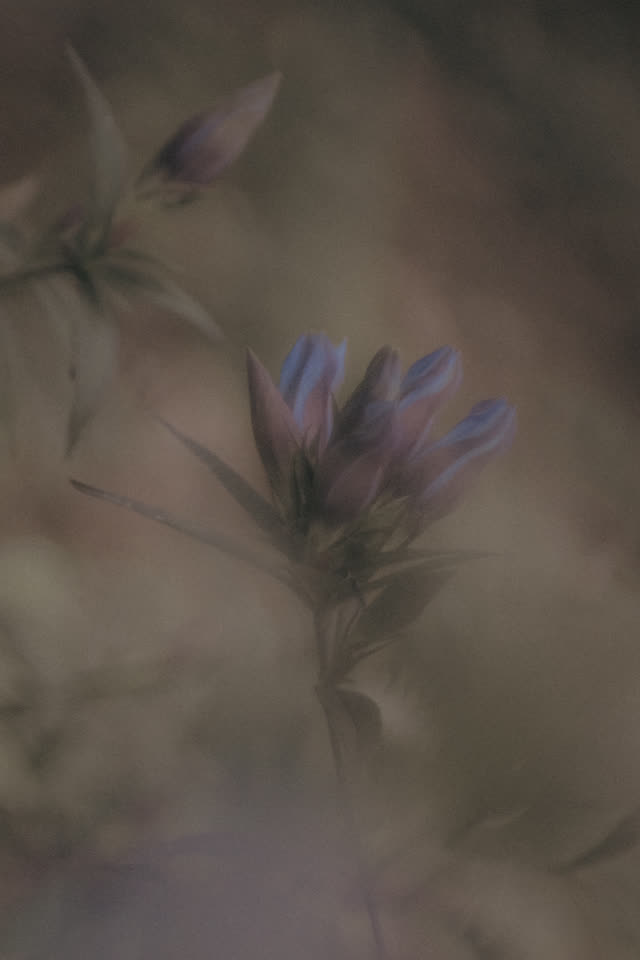 紫の小さな花が一輪、柔らかいにじみに包まれて立つ