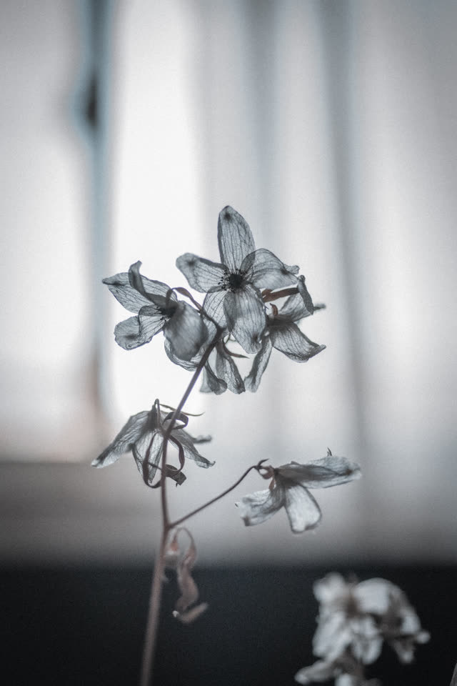 花弁が透けて骨格だけになった乾いた花。背後は明るい縦縞のカーテン