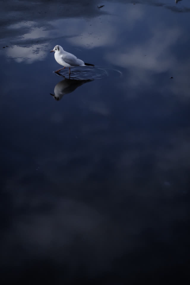 空を映した暗い水面に白い鳥が一羽。像が上下に対になる